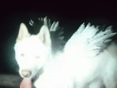 Fat Dog – Cancel Me (I’m Tired)